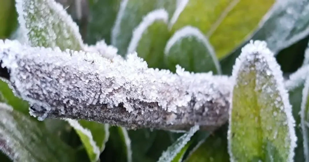 न्यूनतम तापमान 5°C से नीचे पहुंच गया है, बलरामपुर में 2.9°C दर्ज किया गया।